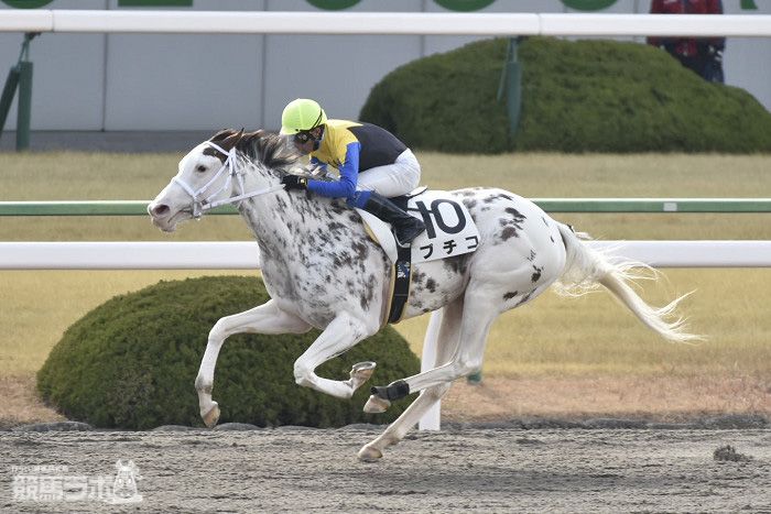 http://keibalab.jp/img/horse/2012104646/2012104646_05.jpg