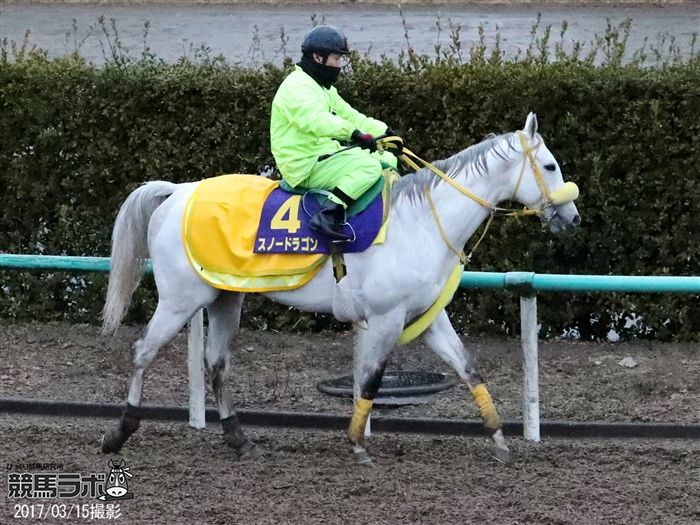 スノードラゴン
